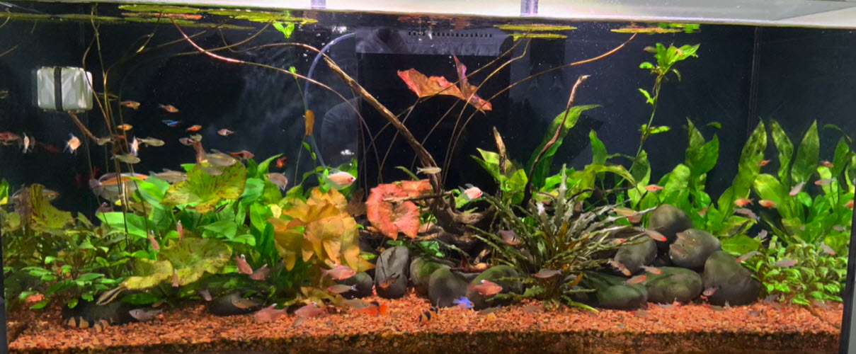 High Tech Planted Aquarium