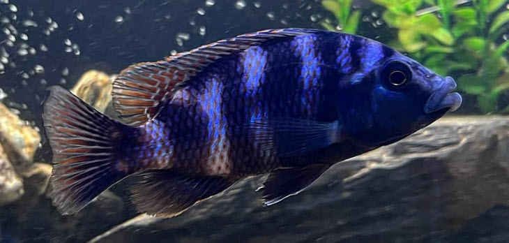 Placidochromis milomo VC10