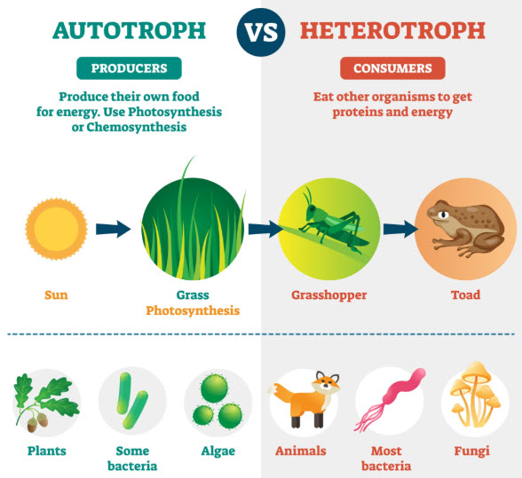 Autotrofen vs Heterotrofen