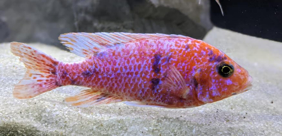 Raspberry Pink Peacock