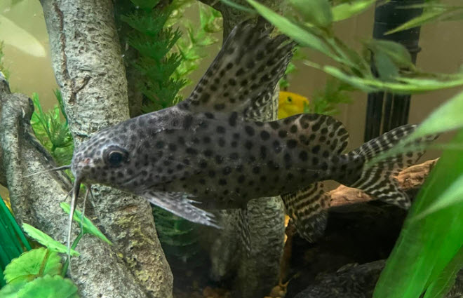 Synodontis eupterus Featherfin Squeeker Catfish