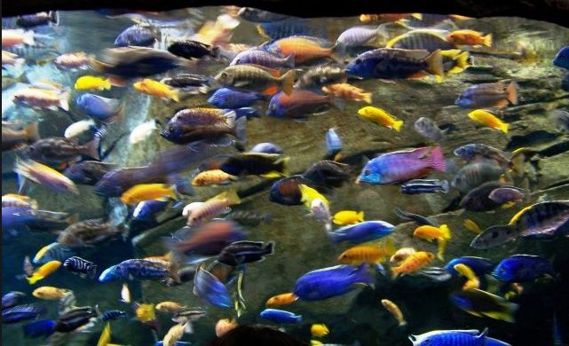 Heavily stocked aquarium