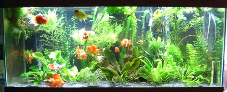 Goldfish Aquarium