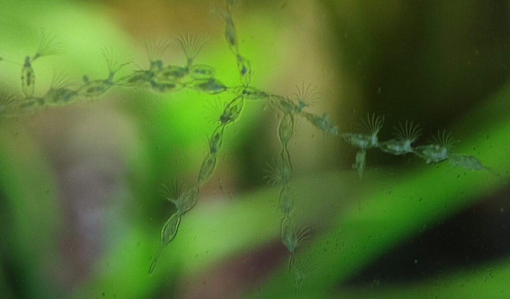 Bryozoan Colony