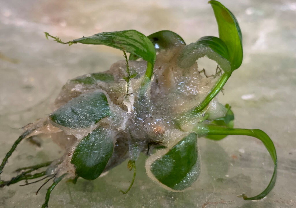 Pectinatella magnifica Bryozoan