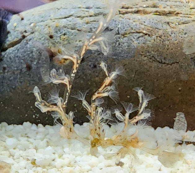 Byrozoan