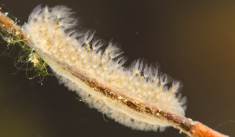 Cristatella mucedo Bryozoan