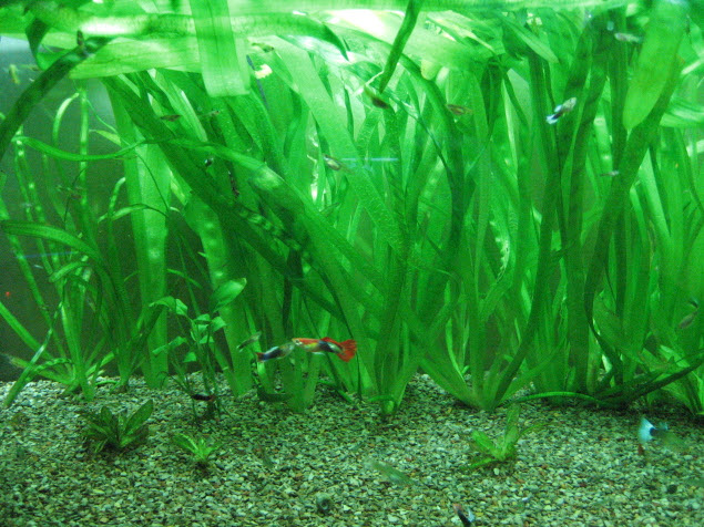 Kitty Litter Substrate
