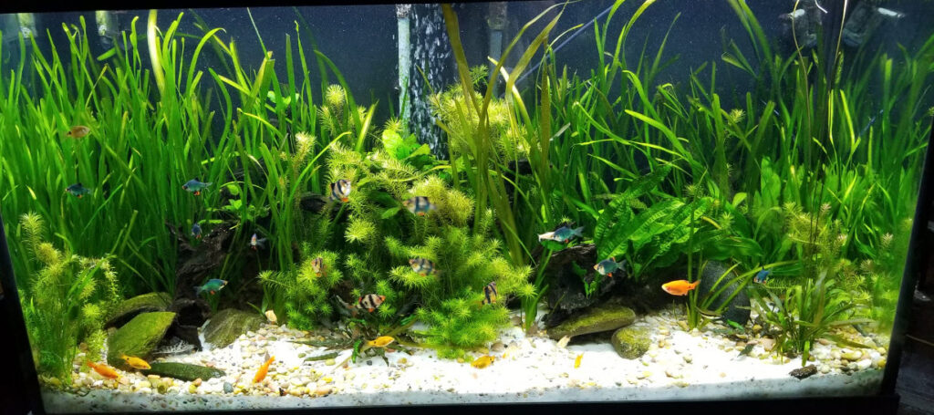 Low Tech Planted Aquarium with sand