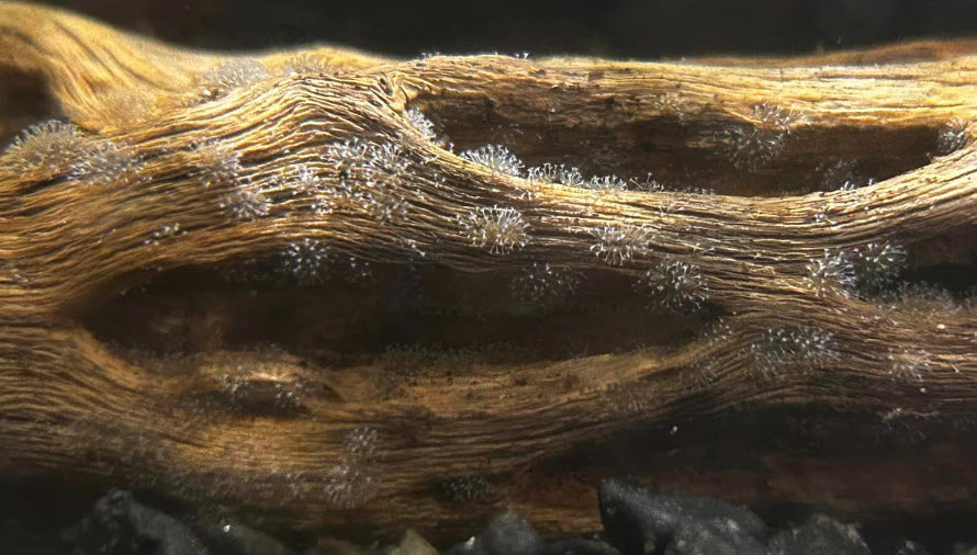 Stentor Colonies
