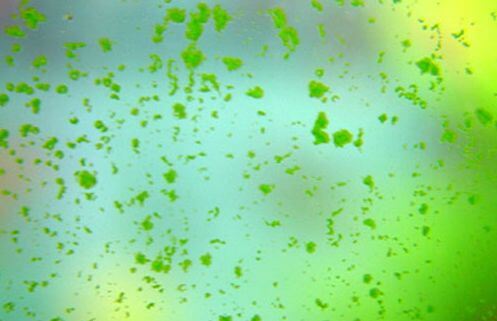 Green spot algae on the glass