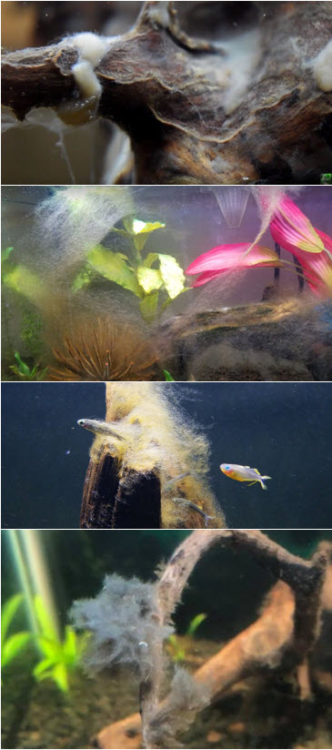 biofilm or water mold in the aquarium
