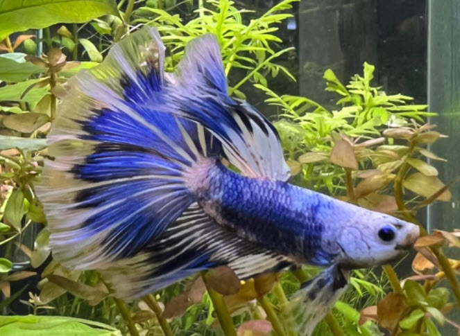 Betta