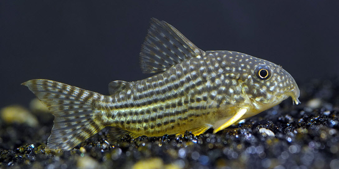 Corydoras Sterbai