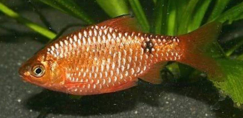 Pethia conchonius Rosy Barb