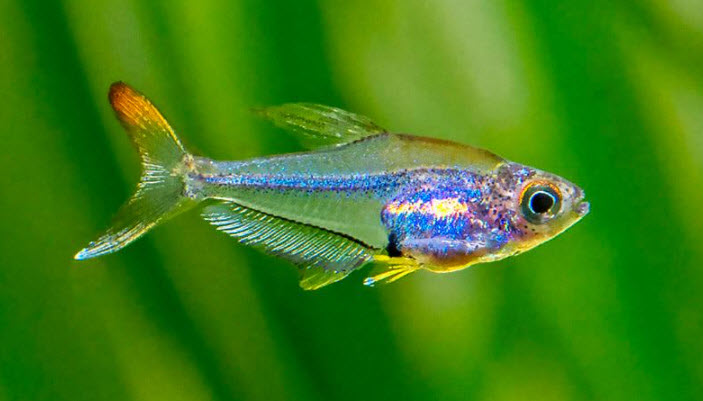 Trochilocharax ornatus Crystal Rainbow Tetra