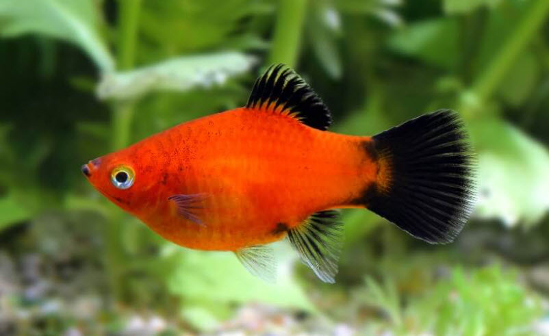 Xiphophorus maculatus Red Wag Platy