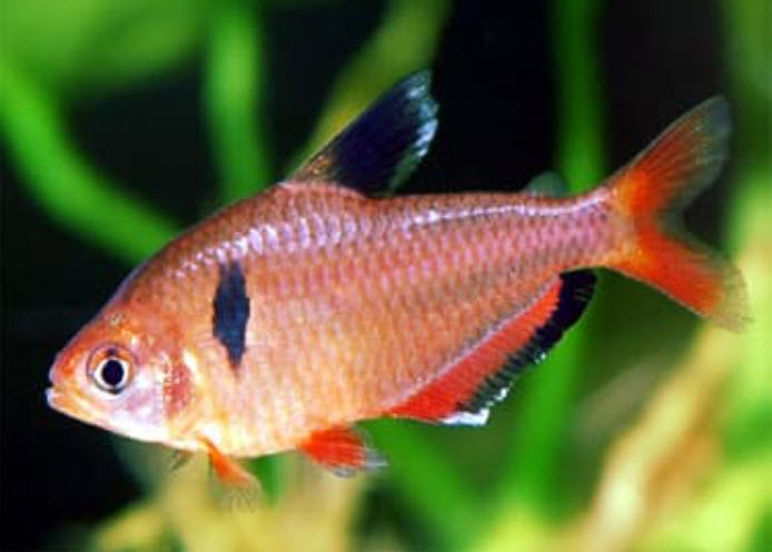 Serpae Tetra