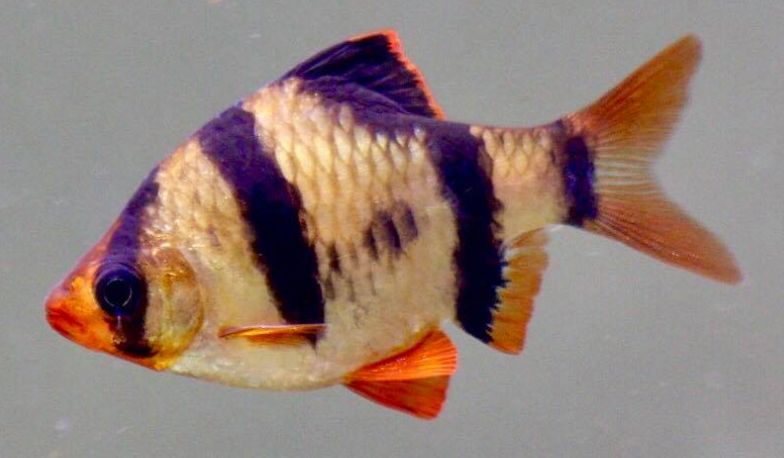 Tiger barb