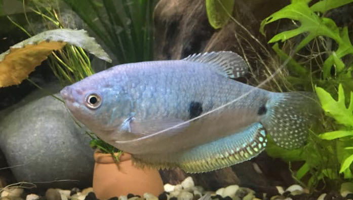 Trichopodus trichopterus opaline blue gourami