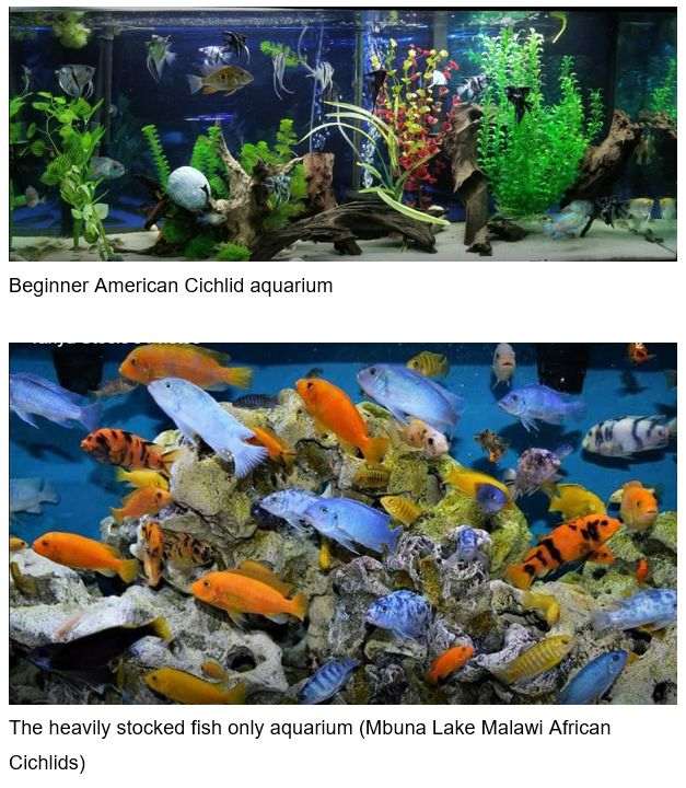 Several Types of Aquariums