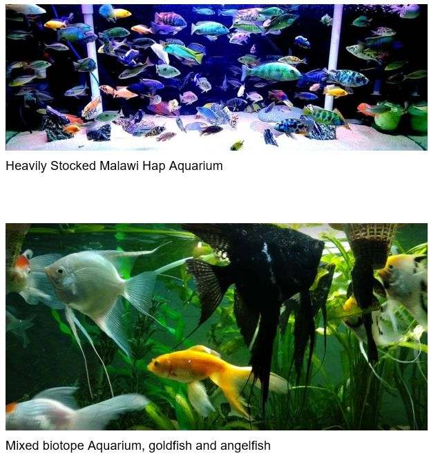 Several Types of Aquariums