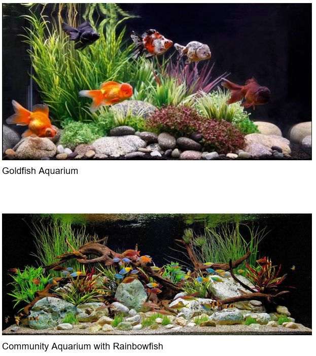 Several Types of Aquariums