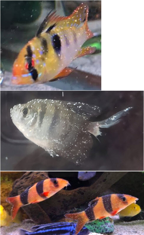 three fish with ich