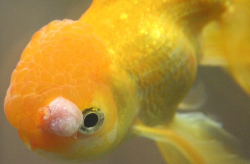 goldfish tumor