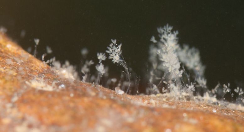 Tufts of Epistylis under a Microscope