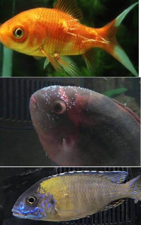 Anchor worms on fish
