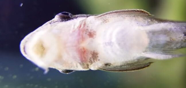 Ammonia burn on fish