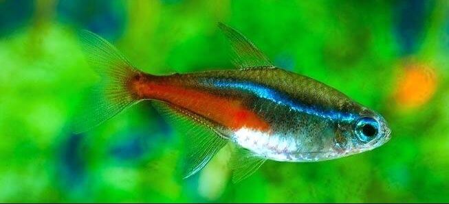 neon with neon tetra disease