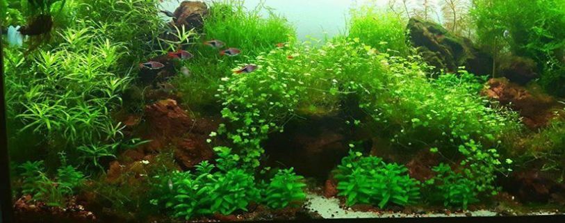 heavily planted aquarium