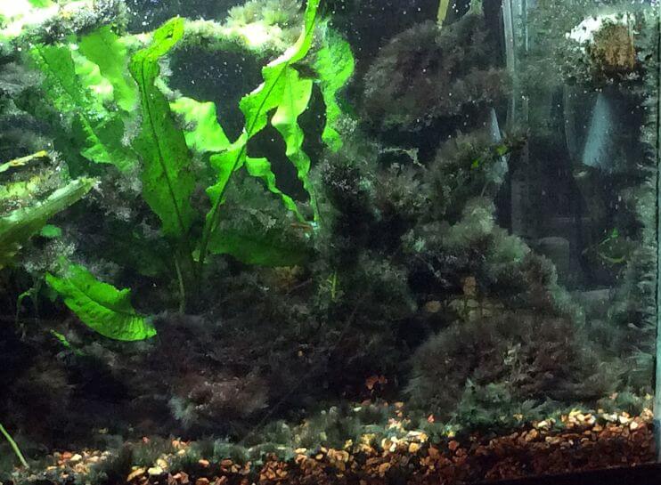 black beard algae