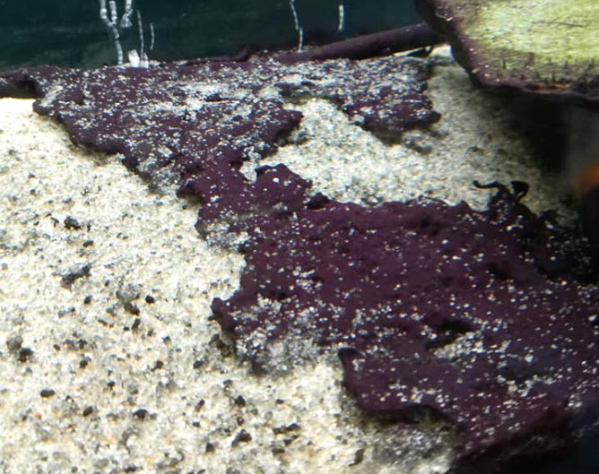 red blue green cyanobacteria in aquarium