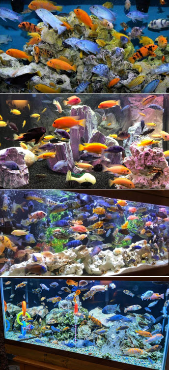 Rift Valley Aquariums