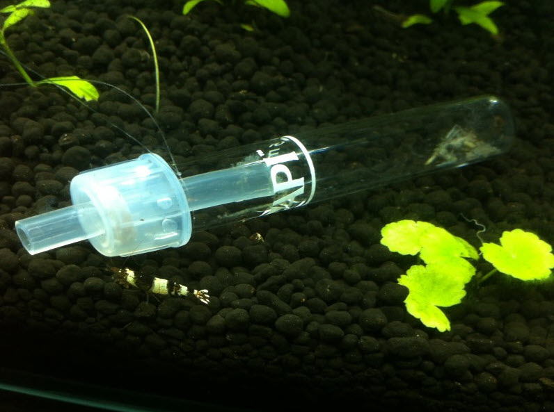 DIY planaria trap