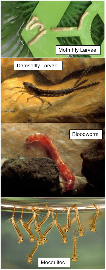 Insects found in the aquarium