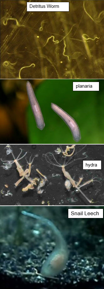 The four most common pests of an aquarium