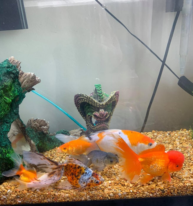 Fish reaction to chlorine in the Aquarium bottom sitting