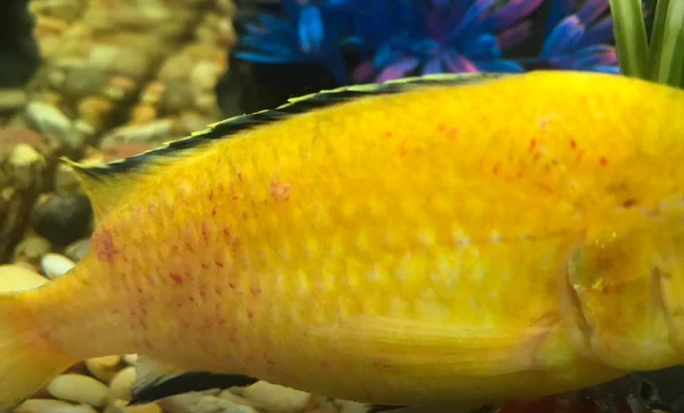 fluke blood spots on a fish