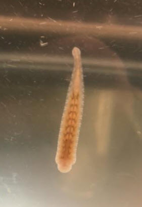 Snail leech
