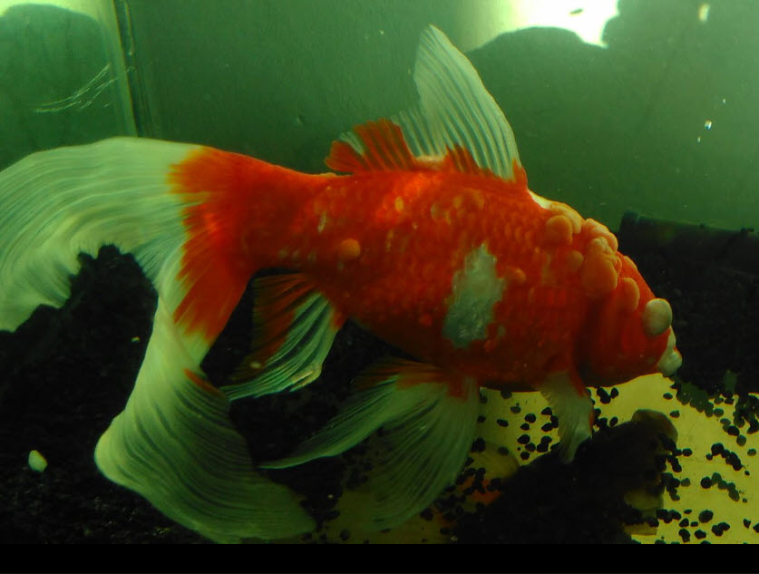 Viral skin papillomas in goldfish