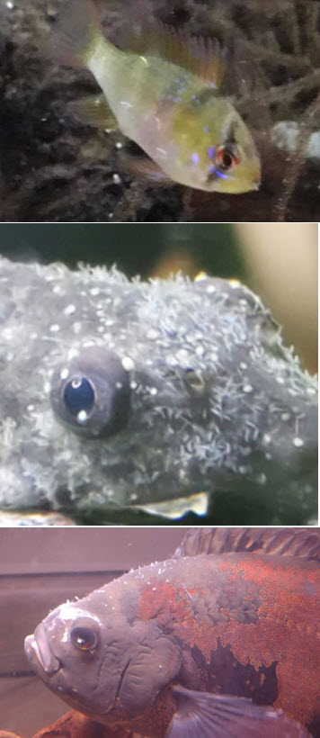 Anchor worms on fish
