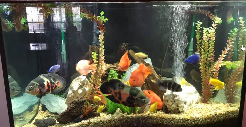Mixed Biotope Cichlid Aquarium