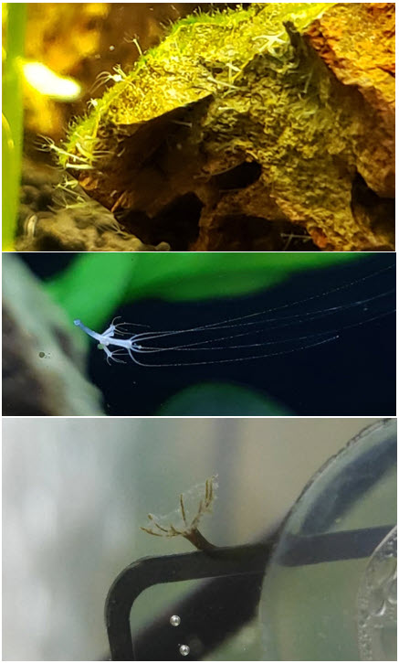 Hydra in aquariums