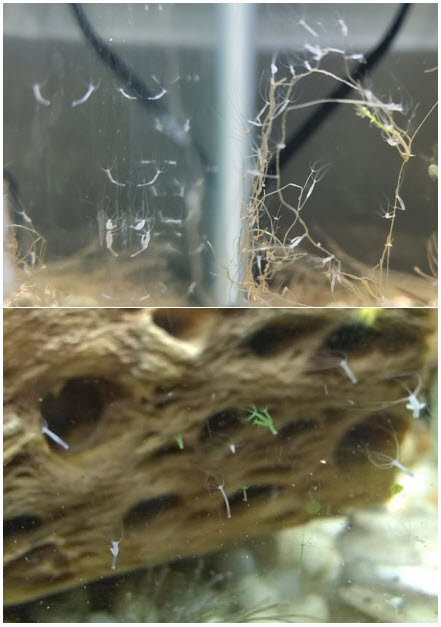 Hydra in aquariums