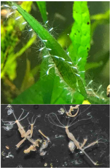 Hydra in aquariums
