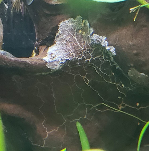 Aquarium Slime Mold